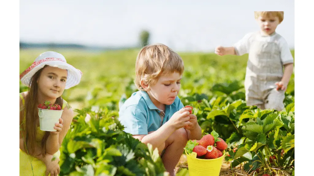 Three young children are in a sunny strawberry field, two picking and one in the background, with baskets of fresh strawberries.