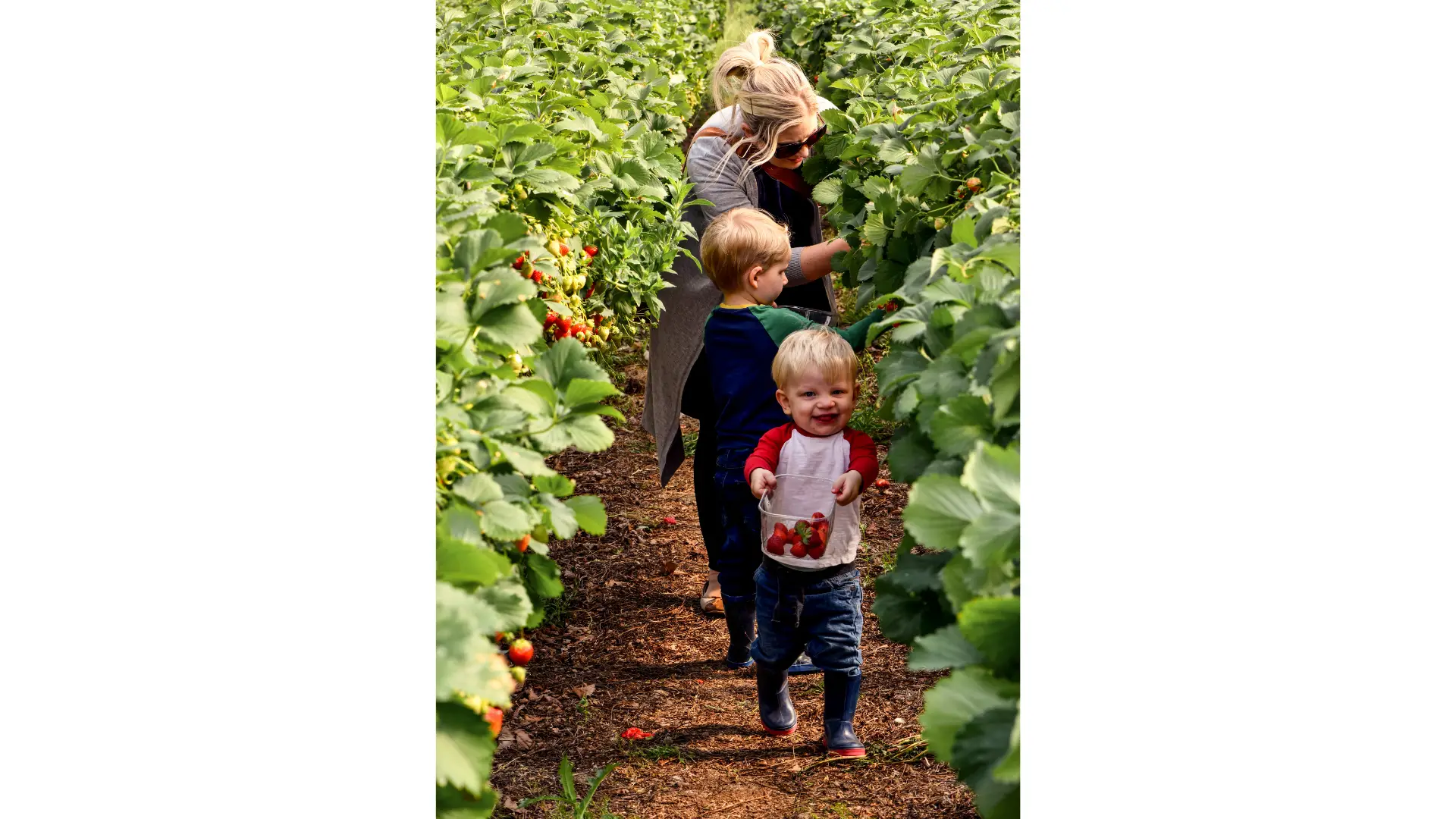 Strawberry Picking Adventure A woman and two young children are in a strawberry field; one child holds a pail of berries while the other reaches for a strawberry.