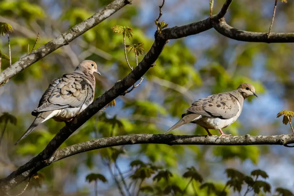 Two mourning doves with spotted wings perch on tree branches with green foliage and a blue sky in the background.